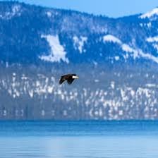 An eagle flying above a lake.