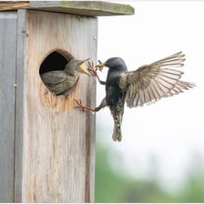 A starling near a nest, illustrating the bird and nest references.