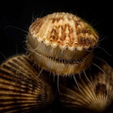 A scallop shellfish shown in its shell.
