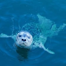 A harbour seal swimming in seawater.