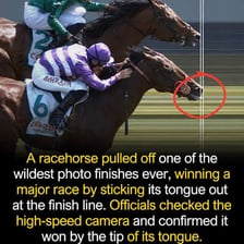 A racehorse finishing behind the leading competitors in a horse race.