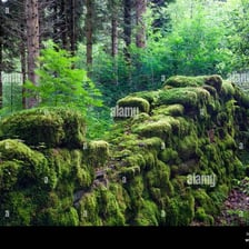 A stone covered with green moss in a woodland setting.