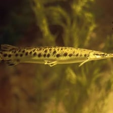 A long-snouted gar fish photographed in water.