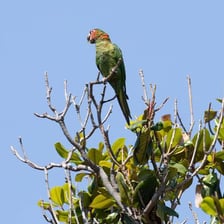 A green parrot perched on a branch.