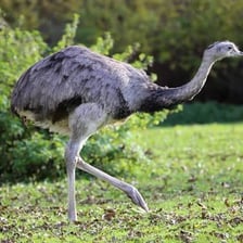 A greater rhea, a large flightless bird