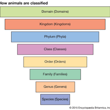 A simple educational illustration showing the letter I inserted into GENUS to form GENIUS.