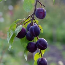 A ripe purple plum photographed whole