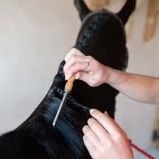 A horse being groomed with a comb.