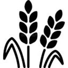 An educational illustration showing gluten protein in wheat
