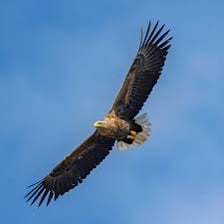 A white-tailed sea eagle, also called an erne.