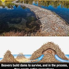 A beaver dam blocking part of a stream.