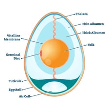 An educational view showing the hard shell surrounding an egg.