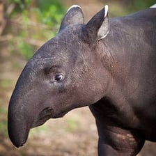 A Malayan tapir walking through rainforest vegetation