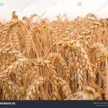 A field of ripe wheat showing the grain heads