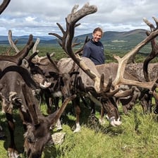 A herd of reindeer, several with prominent antlers.