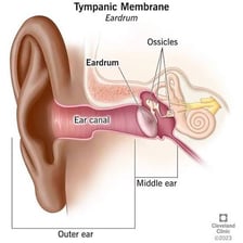 A labelled anatomical diagram showing the human eardrum