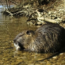 A coypu, also called a nutria, beside water