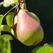Ripe fruit hanging on a tree, ready to eat