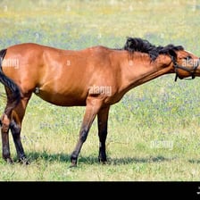 A horse with its head raised while neighing