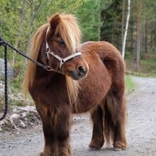 A pony, a small horse.