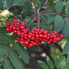 A rowan tree bearing clusters of red berries