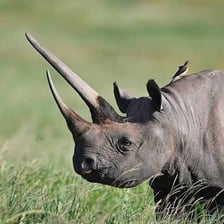 A rhinoceros showing its prominent horn