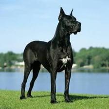 A Great Dane dog standing outdoors