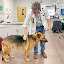 A veterinarian examining a dog in an animal clinic.