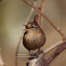 A small brown wren perched on a branch.