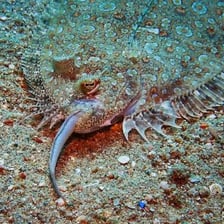 A dab flatfish resting on the seabed