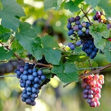 A bunch of grapes used in wine production.