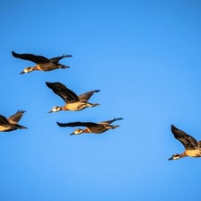 A flock of birds flying across the sky.