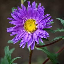 A close-up of a purple aster flower with daisy-like petals
