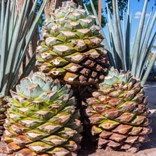 A blue agave plant growing in a field.