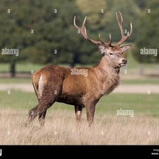 An adult male deer standing in woodland
