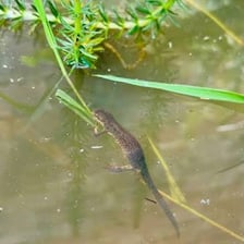 A newt beside the water of a pond