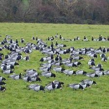 A group of geese gathered together outdoors.