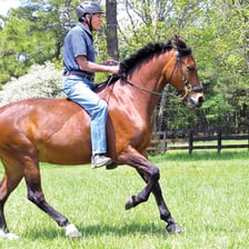 A rider seated on a horse
