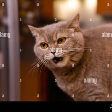 A cat with an annoyed or displeased expression