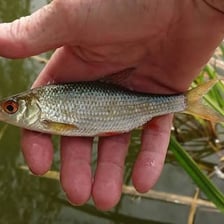 A common roach, a freshwater fish with silvery scales.