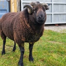 An adult male sheep with curled horns
