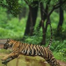 An adult tiger shown in a forest habitat.