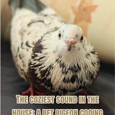A pigeon perched outdoors, representing its characteristic coo