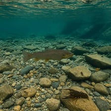 The rocky, sediment-covered bottom of a river