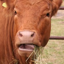 A cow grazing and chewing cud.