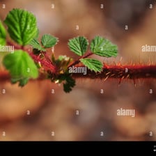 A close view of a thorny briar shrub