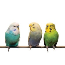 A budgerigar and goldfish kept as household pets