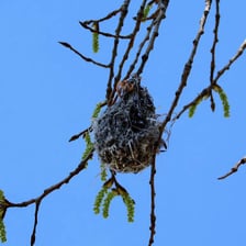 A bird’s nest resting among the branches of a tree