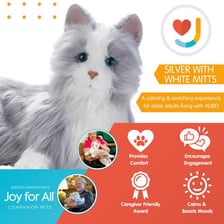 A domestic cat kept as a companion animal.