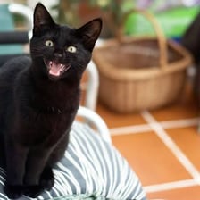 A domestic cat with its mouth open as it miaows